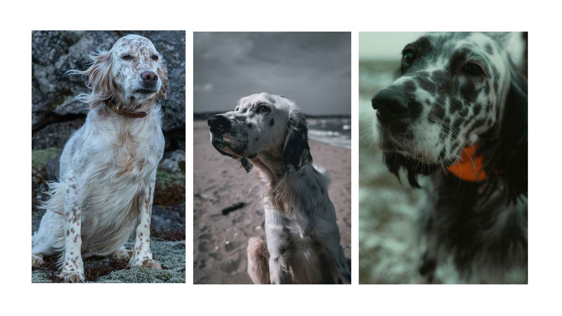 Setter inglés